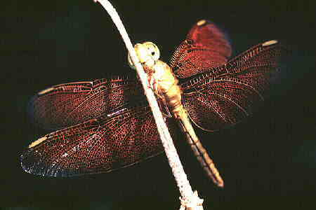 Dragonfly 1