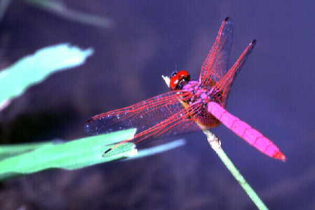 Trithemis aurora