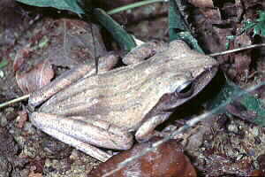 The Common Tree Frog