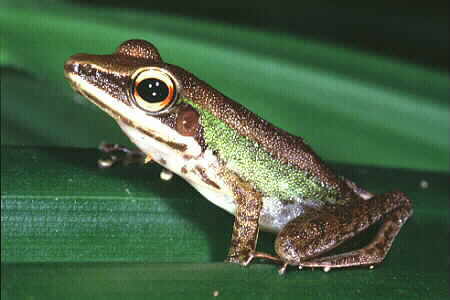 White-Lipped Frog (Rana chalconota). Copyright © Chin Fah Shin