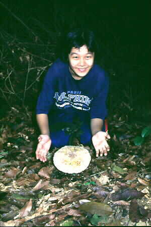 A big toadstool