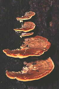 Bracket Fungus