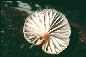 Gills of a fungus