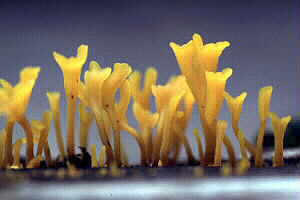 Jelly Fungus