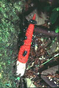 Stinkhorn Fungus