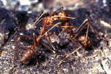 Other Insects