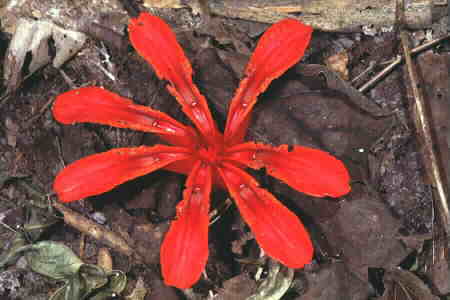 Etlingera littoralis