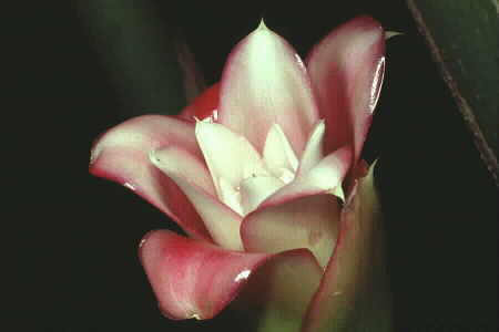 Etlingera elatior