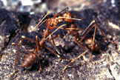 Other Insects