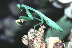 Praying Mantis
