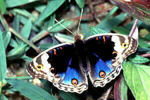 The Blue Pansy (Junonio orithya wallacei). Copyright © Chin Fah Chin