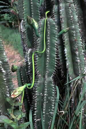 Oriental Whip Snake