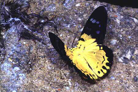 Dysphania sp.