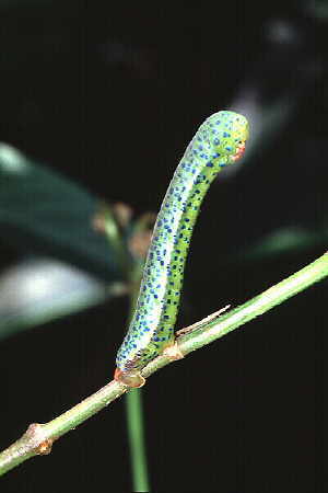 Geometrid moth larva