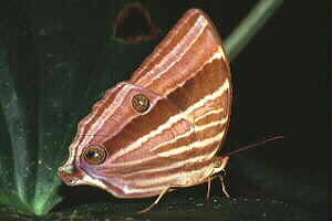 Amathusia species