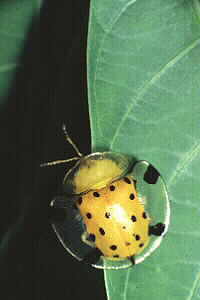 Tortoise Beetle