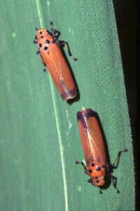 Leafhoppers