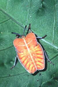 Shield Bug