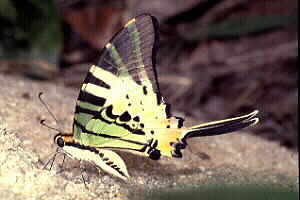 The Five-bar Swordtail