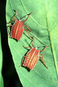 Two shield bugs