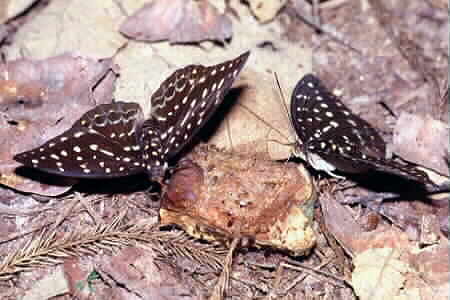 Female Archdukes