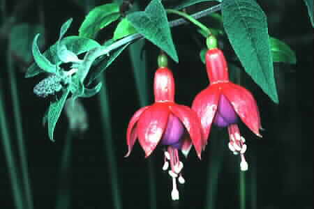Fuchsia blooms