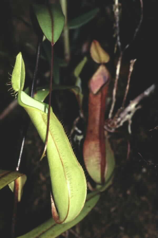 Pitcher Plant