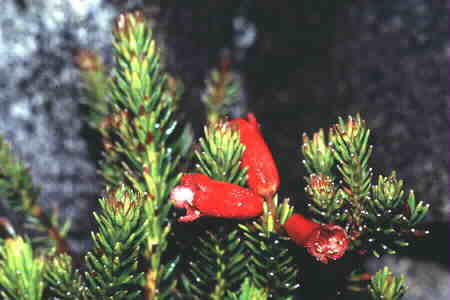 Heather Rhododendron