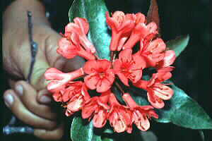 Rhododendron