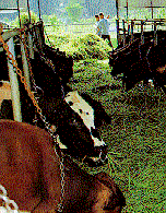 At the dairy farm.