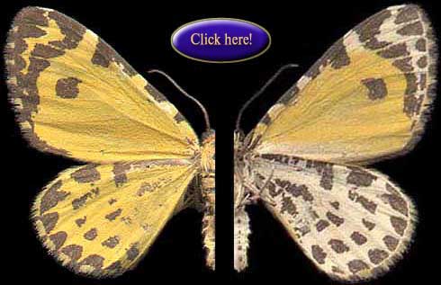  Click here ! 