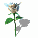 bspinwhiterose.gif (16202 bytes)