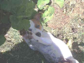 Playing with leaves