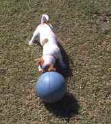 Playing with the ball