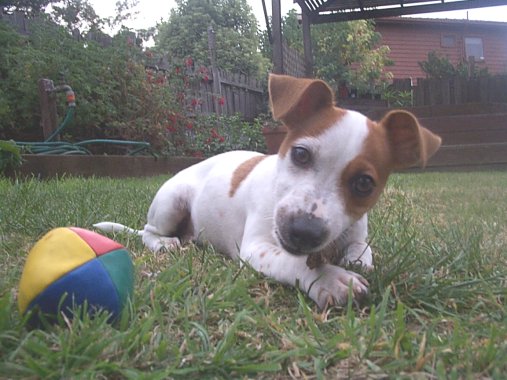 Ralph having a rest!