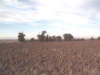 Airfield Trees