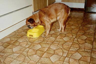 N�it�k��n kuvia ei kovin monella ole. N�it�k��n ei siis saa kopioida... Ei kyll�k��n mit��n t�ll� sivulla olevaa. T�ss� on siis Petit brabancon Skippy.