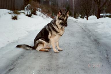 saksanpaimenkoira Titi. Kuten ei muulloinkaan pit�k�� n�ppinne poissa t�st� kuvasta...