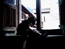 Lily_in_window_2.jpg