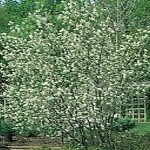 Pic of serviceberry