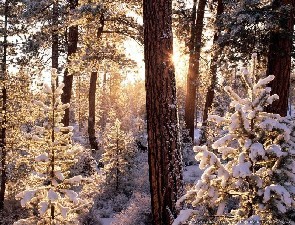 Fremont Forest