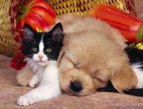 Dog Nap