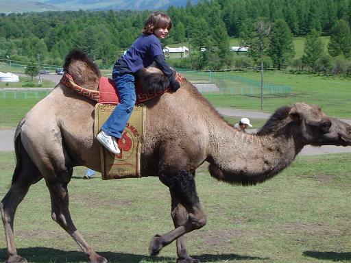 Riding a camel in Mongolia, July 2004.