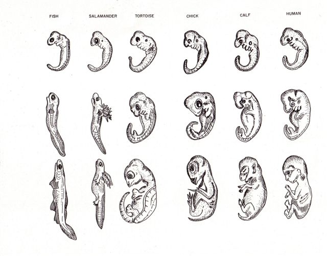 Animal
    and human embryos at three stages of development.