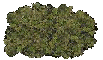 another bush