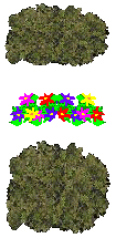 bushes and flowers