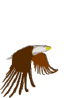 An eagle