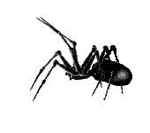 An itsy bitsy spider?