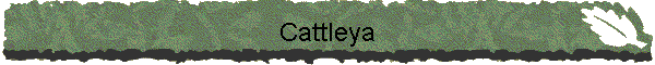 Cattleya