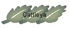 Cattleya